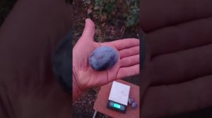 слива Гросса де Фелисио