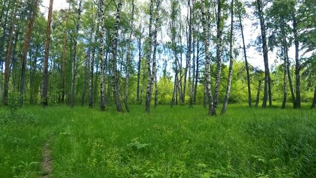 Расслабляющее Пение Птиц В Утреннем Лесу. Звуки Леса ASMR. Лучшая Птичья Песня. ASMR. смотреть онлайн