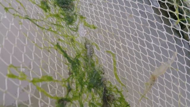 Sea Fishing June 2019 -Fish at Last ! смотреть онлайн