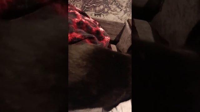 Вася без задних ног, а Фырк под впечатлением.