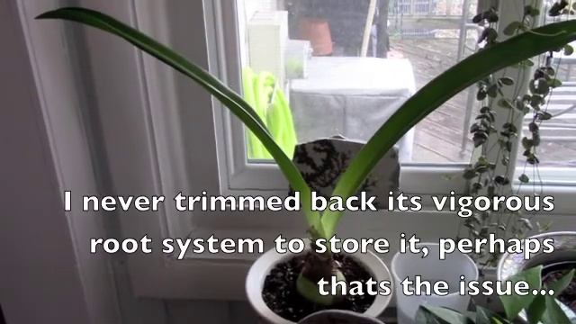 The Progression of My Amaryllis Bulbs смотреть онлайн