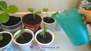 ПИКИРОВАНИЕ ДЫНИ И ТЫКВЫ В ДОМАШНИХ УСЛОВИЯХ