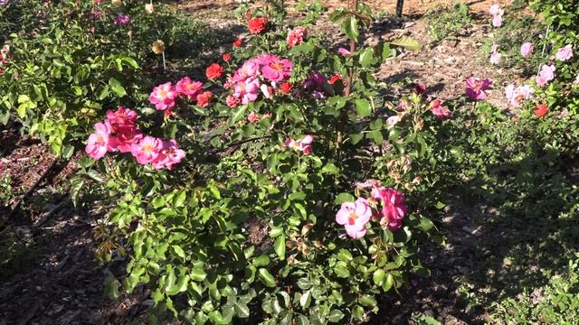 роза уайлд роувер - парковая, питомник роз полины козловой, Rozarium.biz