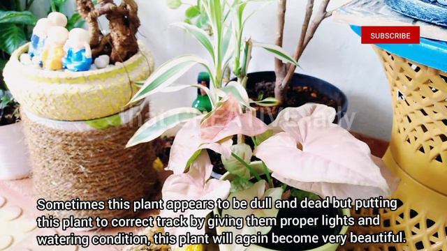 Syngonium complete care|Arrow head plant care and propogation смотреть онлайн