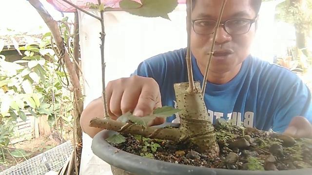 BONSAI PRE STYLING || HIBISCUS TAIWAN || EXPOSED ROOTS || HT1 AND HT2 смотреть онлайн
