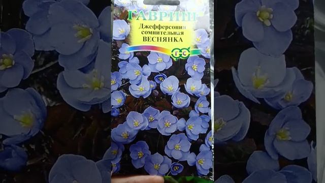 #shorts ДЖЕФФЕРСОНИЯ СОМНИТЕЛЬНАЯ Веснянка. Для меня что то новенькое)) смотреть онлайн