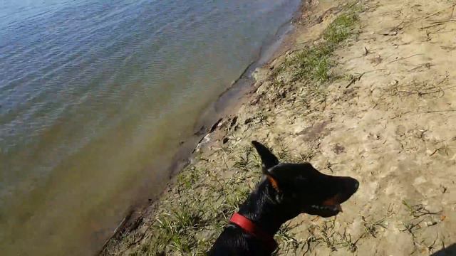 Доберман Неси ищет ямы где может стоять щука смотреть онлайн