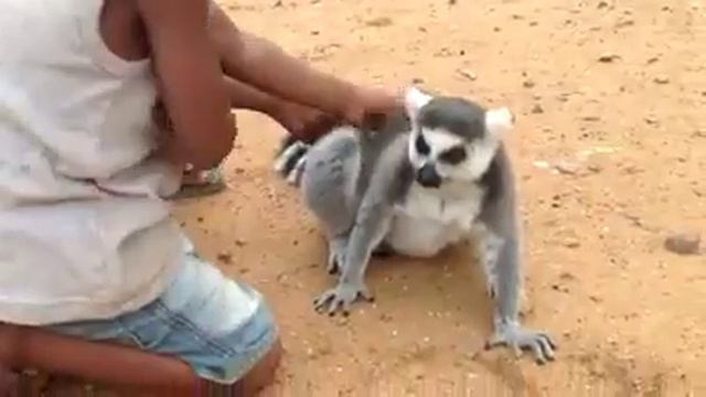 Забавный лемур показывает неграм как правильно чесать ему жопу смотреть онлайн