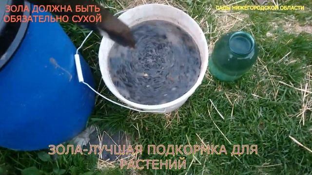 Подкормка золой.Настой золы