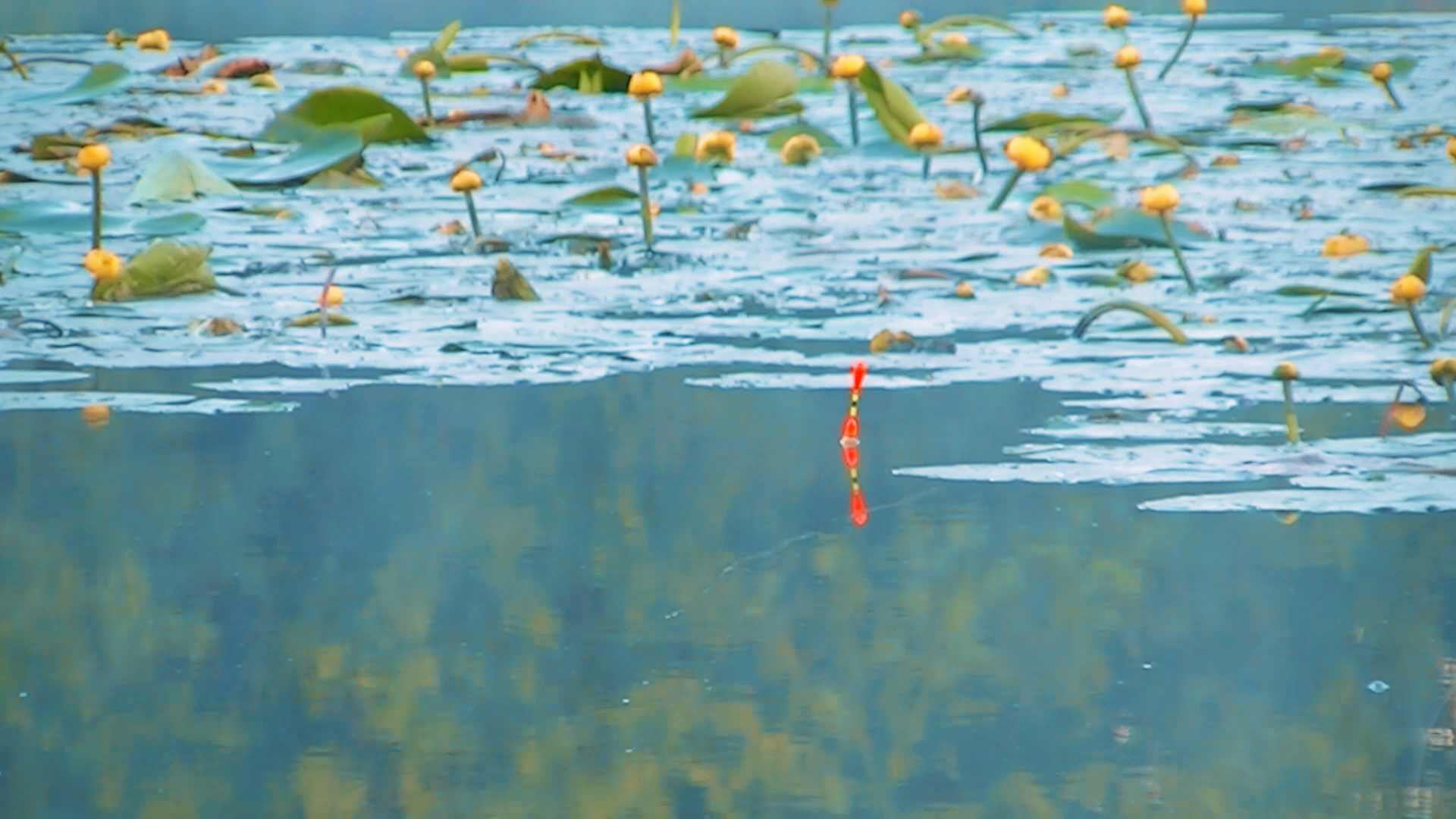 Ловля карася на поплавок в тихой заводи на реке в зарослях кувшинок. смотреть онлайн