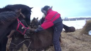Как можно использовать пони в деревне.