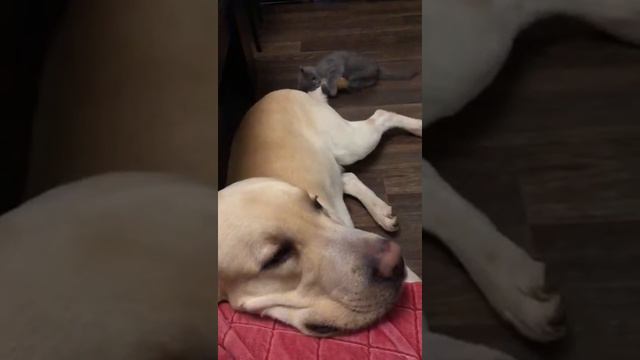 Шотландский котёнок играет с лабрадором 2 смотреть онлайн