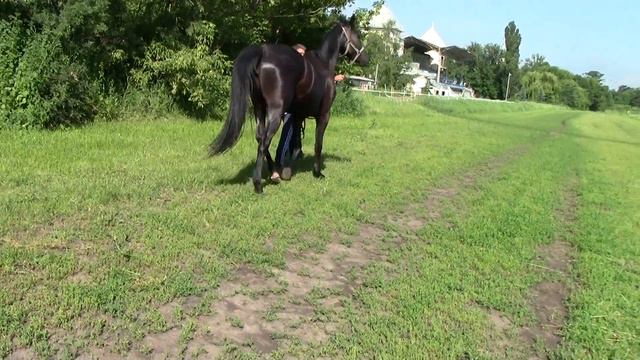 Бахрома Харьковский конный завод 2016 смотреть онлайн