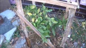 МАНДАРИН  в  открытом грунте.