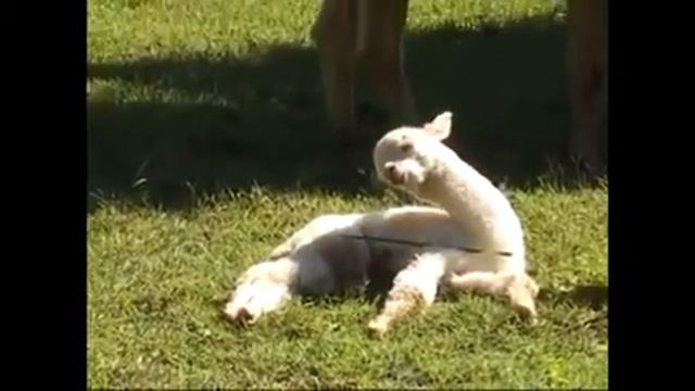 Сонная альпака смотреть онлайн