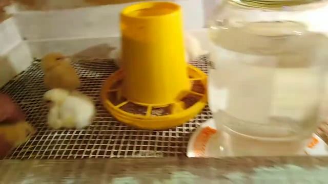 ИНКУБАЦИЯ ПИЩЕВОГО ЯЙЦА Сибирский Бройлер от Вячеслава Синего смотреть онлайн