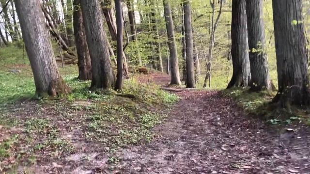Старый лес. Каменка. Калининград смотреть онлайн
