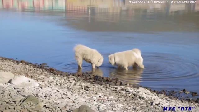 Уборка мусора в Арктике смотреть онлайн