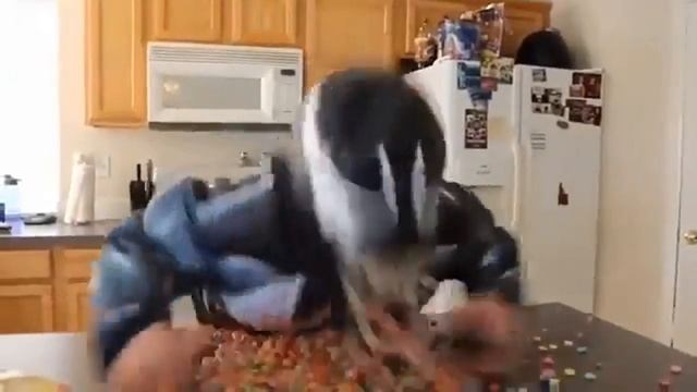 The Duo react to superhero homocide смотреть онлайн