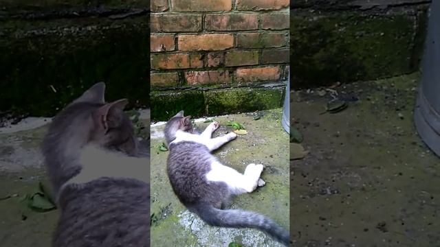 Кот и ящерица!!! (простите за не перевёрнутое изображение)!