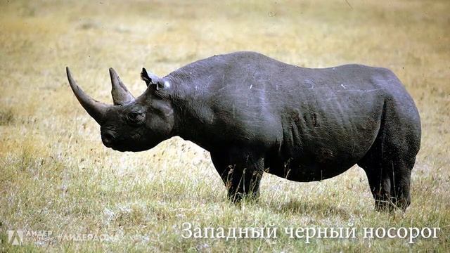 #ЛидерДома: лекция-презентация, посвященная Всемирному дню животных. смотреть онлайн