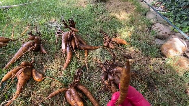 ДЕЛЕНИЕ и ПЕРЕСАДКА ПИОНА. СРОКИ и ПРАВИЛЬНАЯ ПОСАДКА . смотреть онлайн