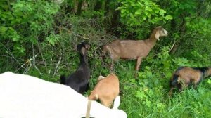 Раздаиваем козу после окота