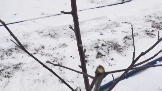Как определить плодовую почку. Что бы Не обрезать урожай смотреть онлайн
