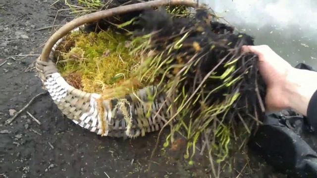 ГИБЕЛЬ КАРПОВ ПОСЛЕ ЗАПУСКА. ДЕЛАЮ ОСТРОВА НА ПРУДУ . do-it-yourself island in the pond смотреть онлайн