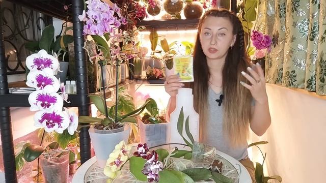 Чудесное средство❗Вы будете Удивлены КАК ЛЕГКО ПРОДЛИТЬ, Сохранить ЦВЕТЕНИЕ ОРХИДЕЙ из ПОСЫЛКИ смотреть онлайн