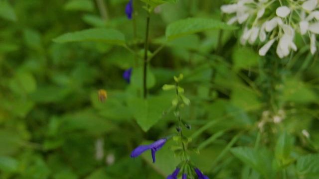 Blue Illusion - Parc Monceau garden tour смотреть онлайн