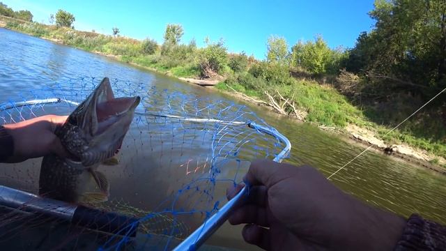 В этих корягах полно рыбы! Рыбалка на спиннинг 2020! Рыбалка на ДЖИГ ! смотреть онлайн