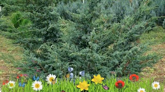Можжевельник китайский Блю Альпс ? Посадка. саженцы, крупномеры можжевельника: особенности сорта смотреть онлайн