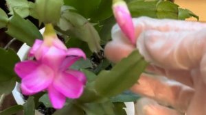 Почему у декабриста вянут листья