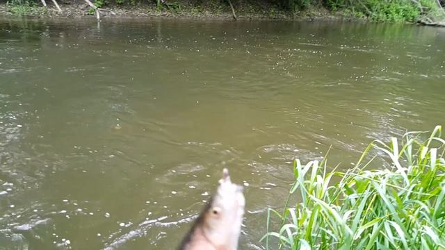 очень крупная уклейка смотреть онлайн