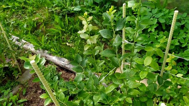 Кислая грядка (голубика, клюква и брусника) 2020 смотреть онлайн