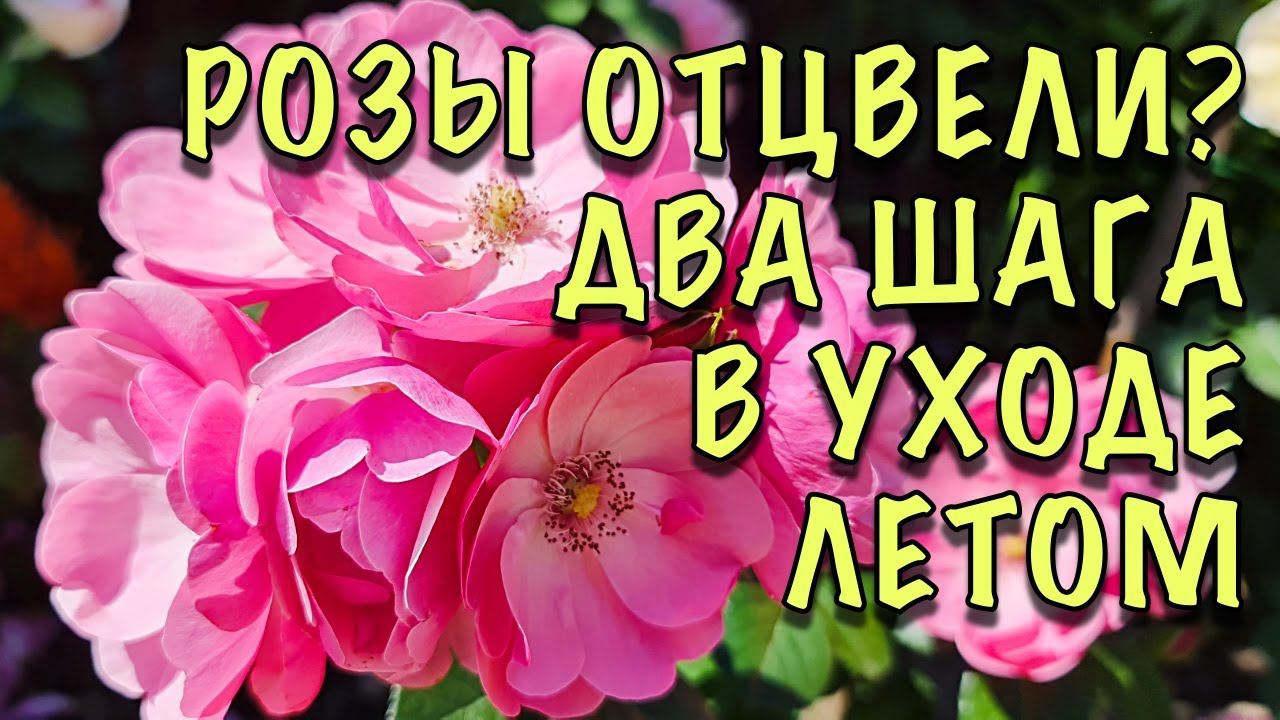 РОЗЫ отцвели, ЧТО ДАЛЬШЕ? Стимулируем ВТОРУЮ МОЩНУЮ ВОЛНУ цветения. ПОШАГОВЫЙ уход за розами в ИЮЛЕ смотреть онлайн