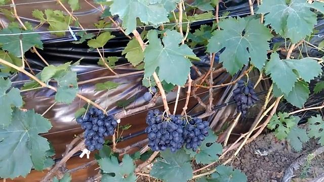 ПОСЛАННИК -виноград Калугина В.М. С очень крупной ягодой и большой гроздью .Сезон 2020 . смотреть онлайн