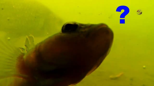 Рыбалка, рыбы которые попали в кадр при подводной съемке на рыбалке. Какая рыба (с вопросом) _ смотреть онлайн