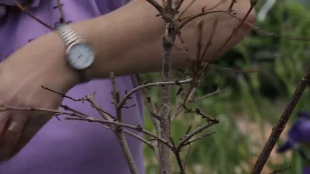 My Forsythia Has Died, Should I Cut It Back to the Ground? : Grow Guru смотреть онлайн