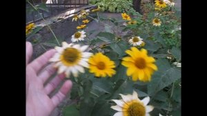 Самые ДОЛГОИГРАЮЩИЕ ЦВЕТЫ на клумбе