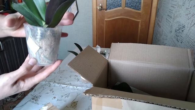 ОРХИДЕИ // Посылка с ОРХИДЕЯМИ Sweet Yupi и Будда Трезор из Орхорая смотреть онлайн