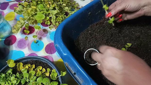 Вербейник манетчатый 🌺 черенкование. смотреть онлайн