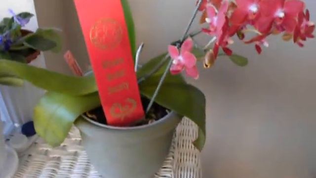 My ORCHID wins FIRST PRIZE ! смотреть онлайн