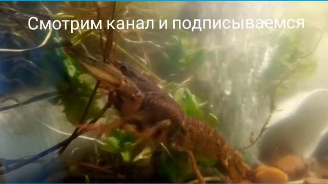 Жизнь раков в аквариуме вторая неделя смотреть онлайн
