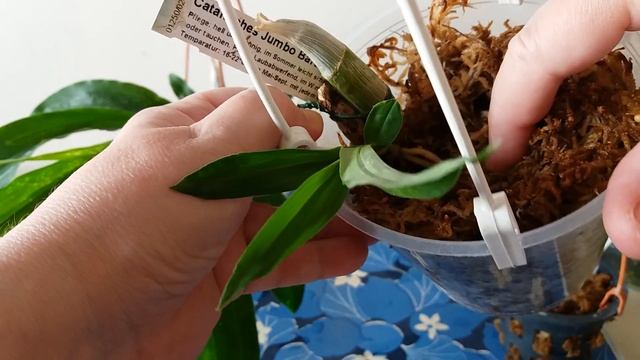 Орхидеи типа катасетум(catasetum)в июле.