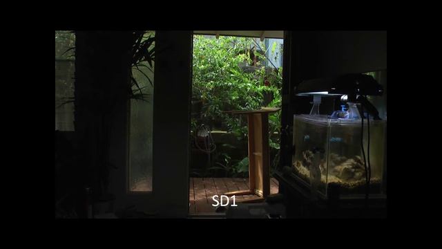 Sony AX2000 vs Panasonic SD1 смотреть онлайн