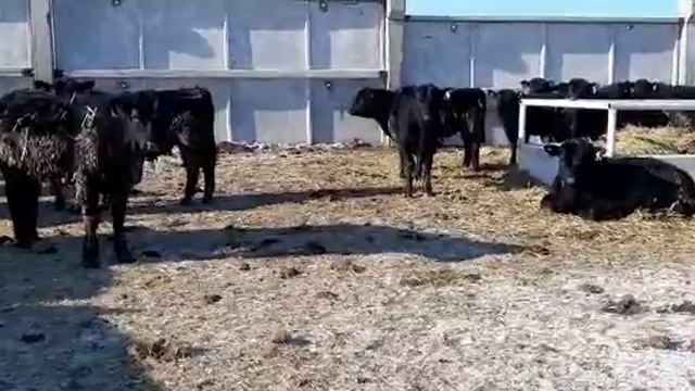 Бычки Чистопородные Абердин Ангусы на племя 300 рубле живои вес +79226186664 смотреть онлайн