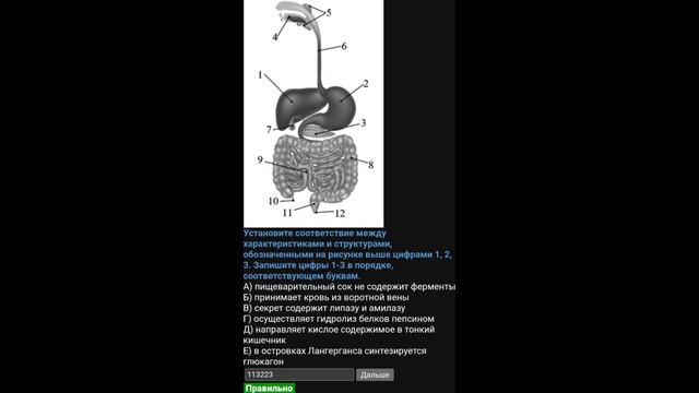 Пищеварительная система для ЕГЭ по биологии — Полный разбор смотреть онлайн