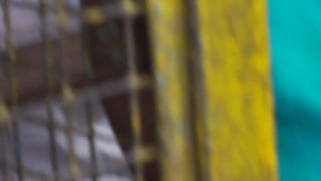 белые крысы  White Rats